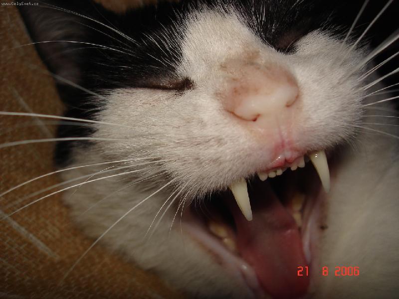 Foto: Kocour Šavlozubý