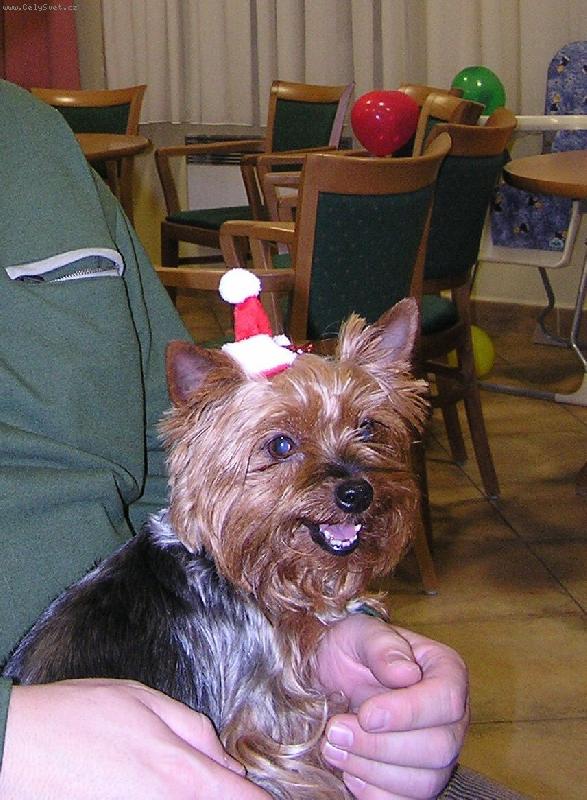 Foto: veselý silvestr