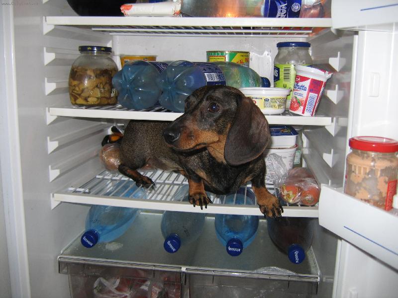 Foto: Příliš horké léto