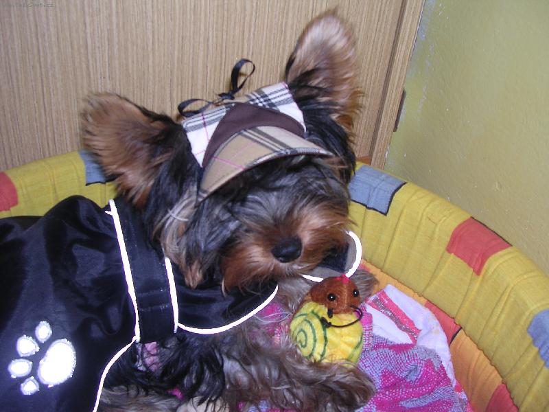 Foto: Spikí s čepičkou a hračkou-to je naše zlobidlo v pelíšku