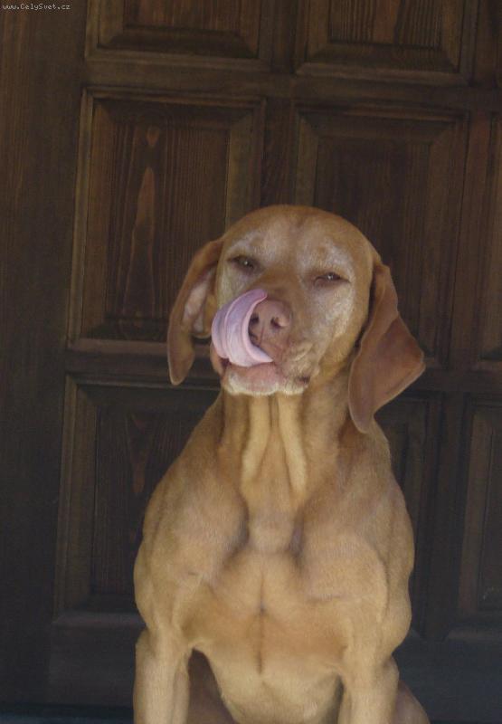 Foto: "Bych Tě láskou sněd"-Goro Nimrod z Čejkovic