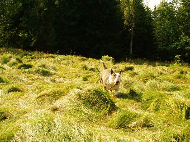 Foto: Na polštářích-Spolucestovatelka se zavazadlem