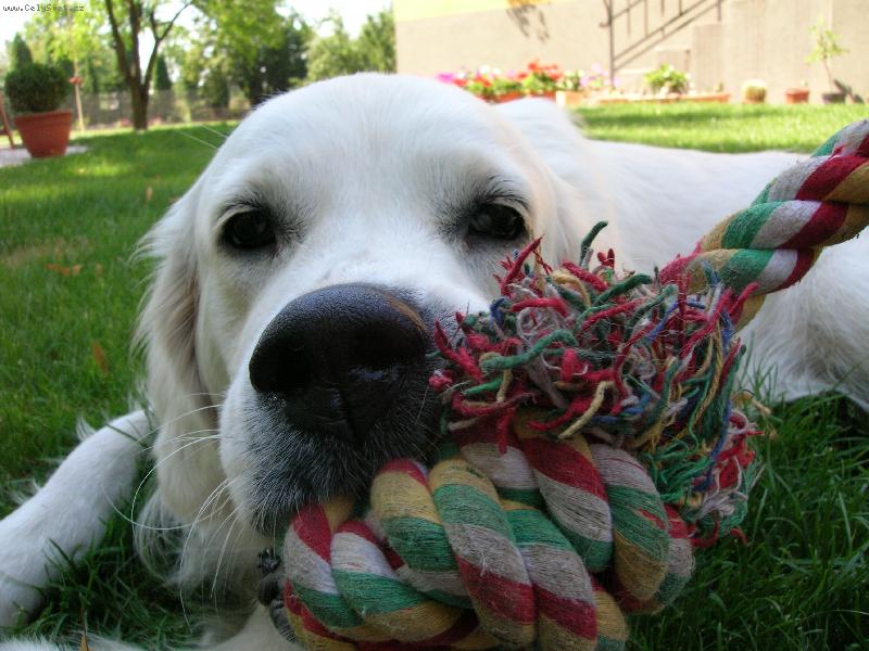 Foto: pojďte pane, budeme si hrát