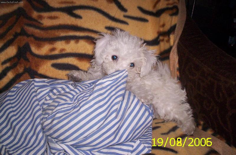 Foto: Gesinka-A přece to rozkoušu...:-))