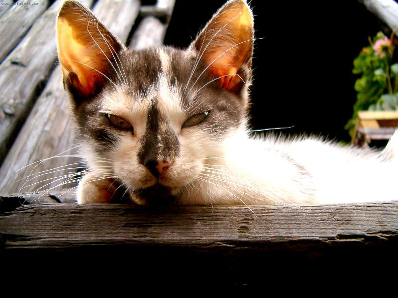 Foto: čumáček zahradní-No nekoukej...já nejsem veverka