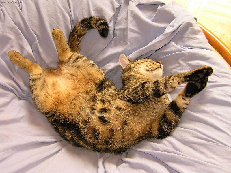 Foto: Olíšek-takhle spinka nas kocour..