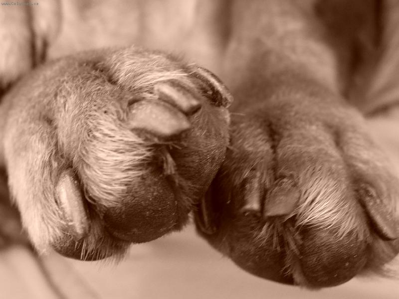 Foto: pacičky-nejsrandovější kousek našeho pejska :)