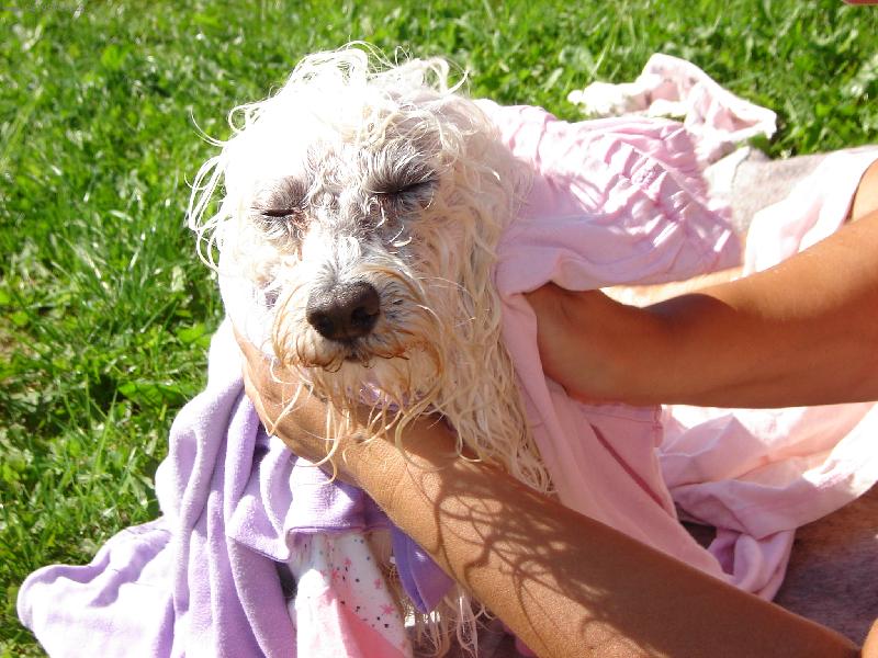 Foto: Denýsek-Musim uschnout,tak se sušim na sluníčku a panička mě utírá...