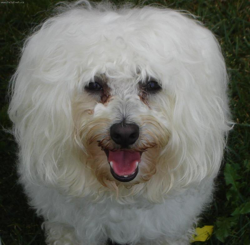 Foto: Denýsek-Jsem král zvířat!!Mám hřívu hezčí než lev.....