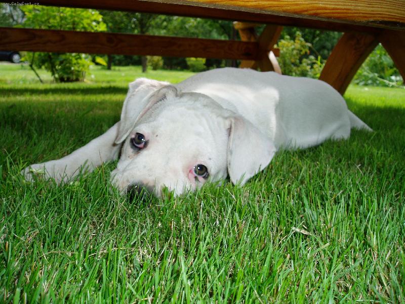 Foto: Isolda Red COCK-...štěňátko