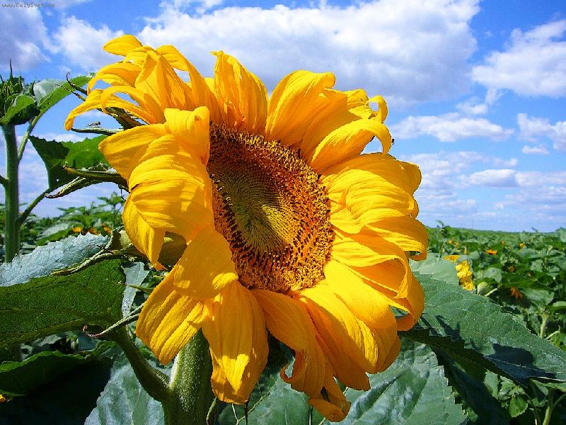 Foto: Slunečnice-Slunečnicové pole v plném létě