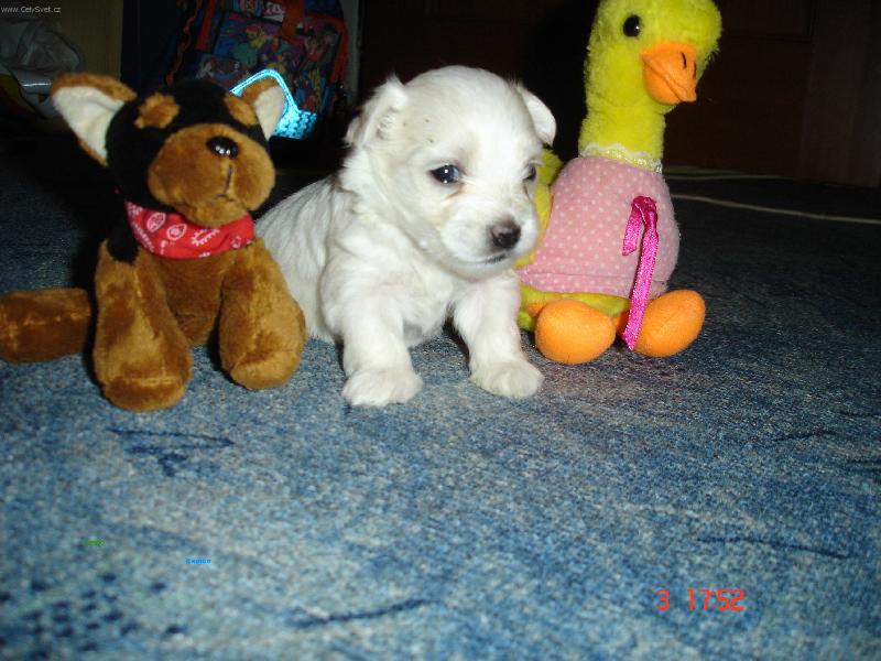 Foto: 4 týdení maltezáček-Je živý a nebo s plyše?