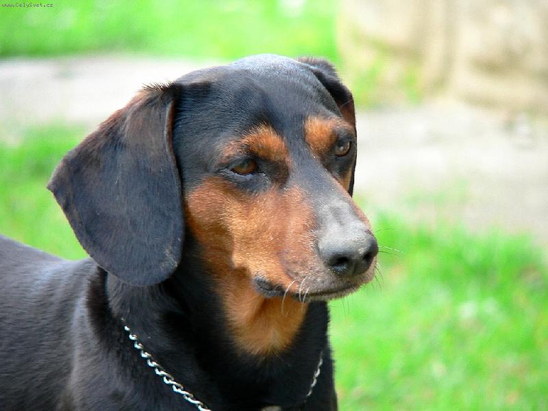 Foto: Rozumný pohled-Při hře na zahradě ...