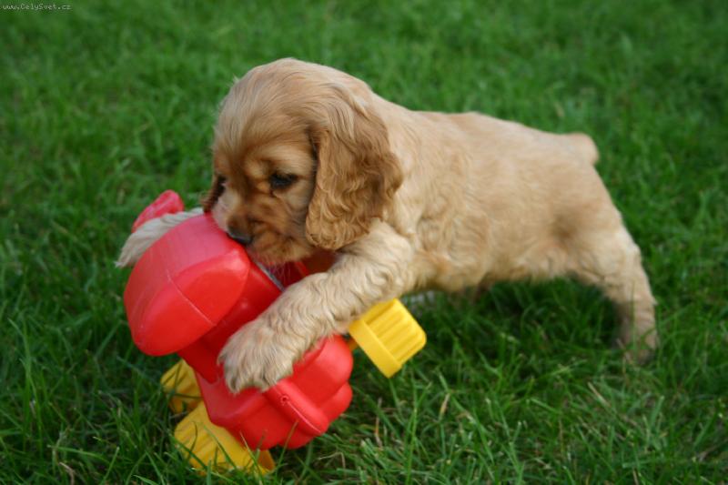 Foto: Fathi-čas hraní