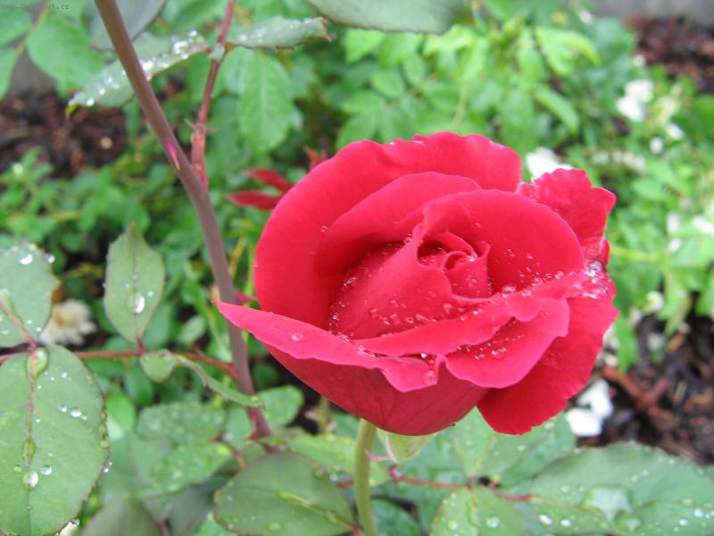 Foto: Dešťová růže