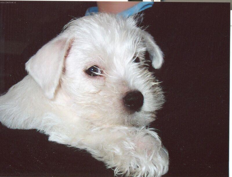 Foto: Naše štěňata-Foto skoro jak do pasu