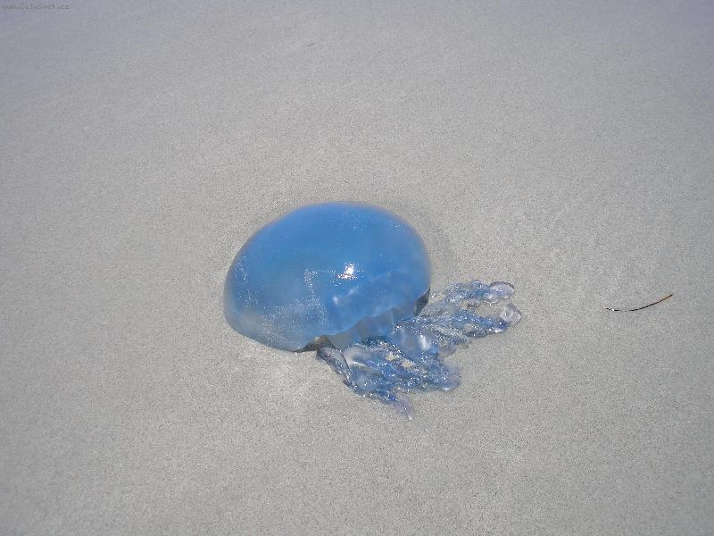 Foto: Medúza