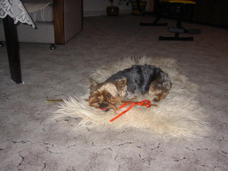 Foto: Veselé Velikonoce-Ty Velikonoce mi daly zabrat.