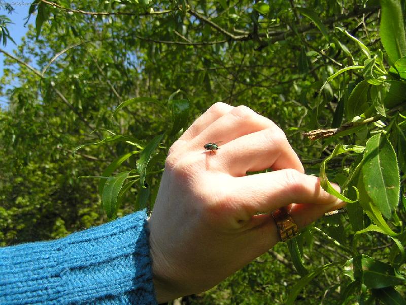Foto: polední siesta-Krotká moucha