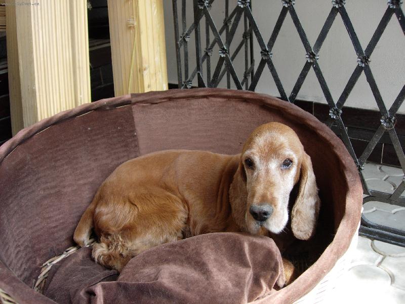 Foto: Charlei-�nava