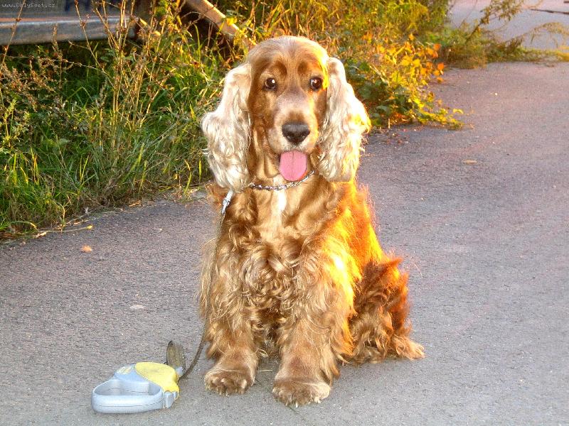 Foto: Opravdu zlatý kokřík