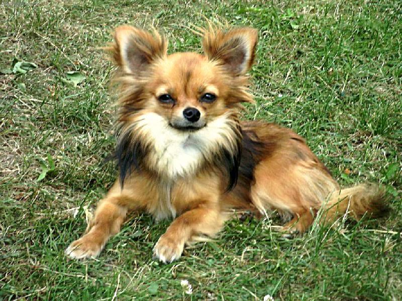 Foto: Žolík odpočívá