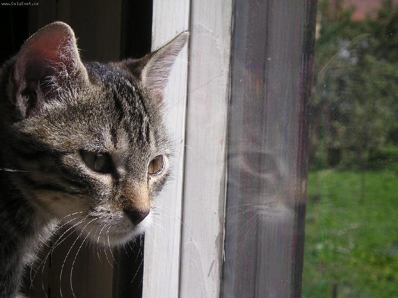 Foto: Sam kouká ven-rád se dívám na ptáčky....