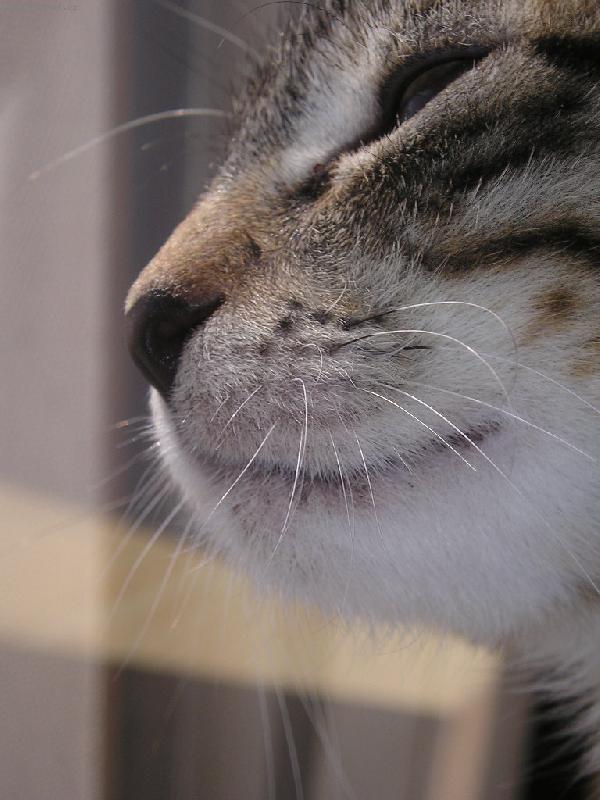 Foto: Samuel "pod lupou"