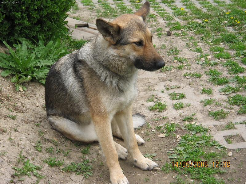 Foto: zamyšlený pes-zamyšlený pes