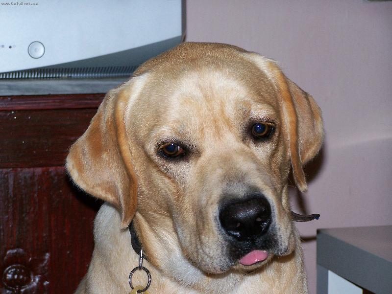 Foto: To jsem z toho vážně jelen!