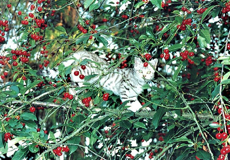 Foto: Třešně mi taky chutnají