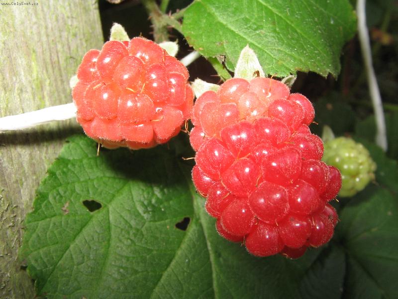 Foto: Ta je ale velká