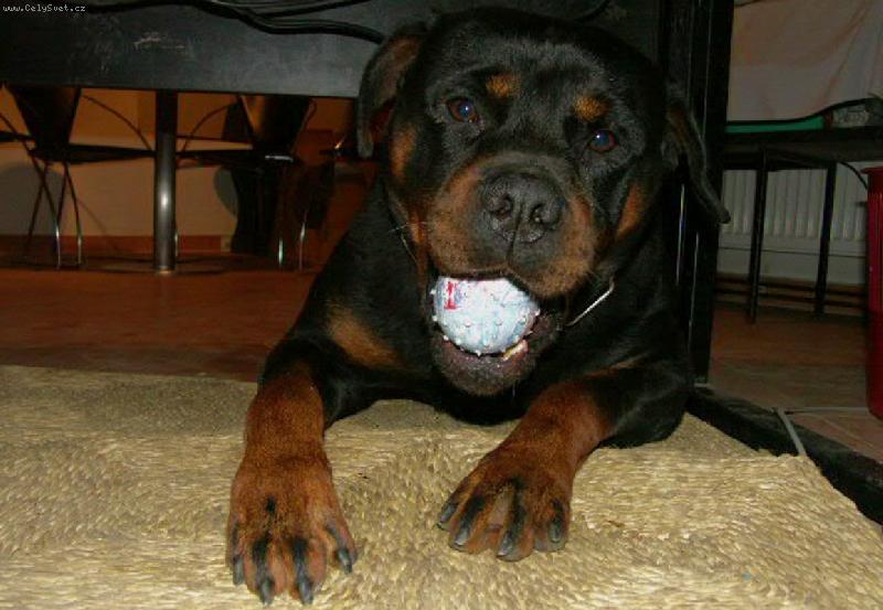 Foto: ADAR-A nedám !!!!!