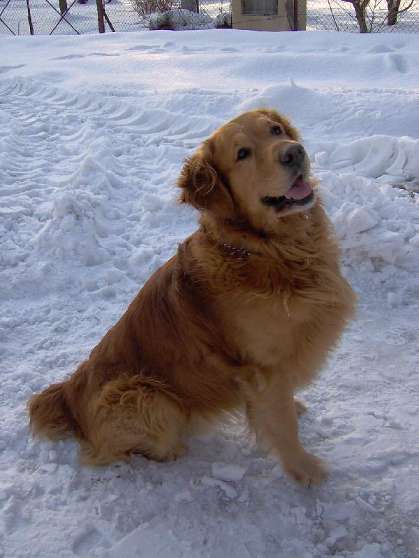 Foto: Bart-Naše zlatíčko nejzlatější