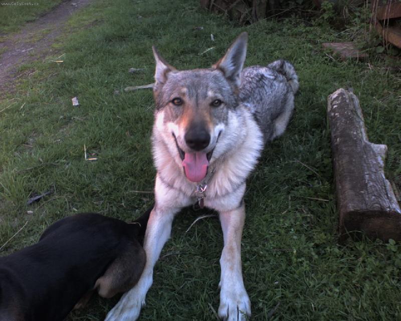 Foto: Ali-Tak co bude paničko? Čekám.