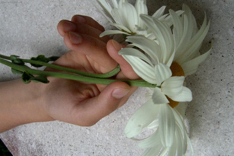 Foto: Něžný kvítek v něžných rukou-Pozor křehké!