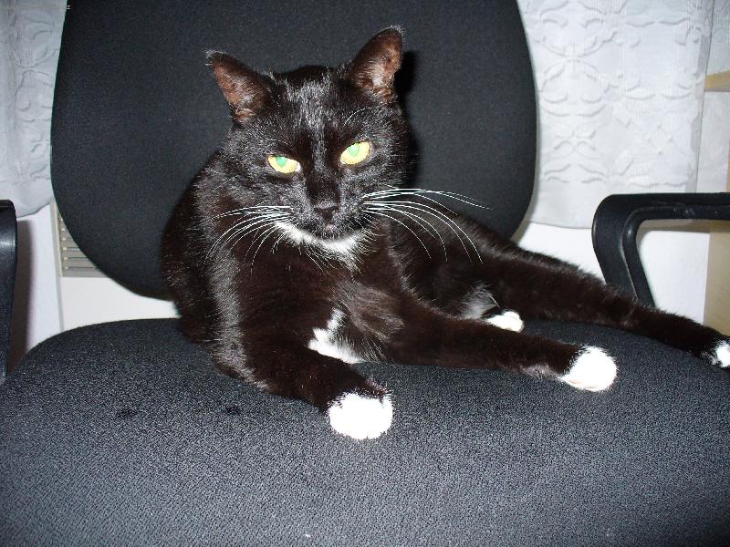 Foto: Mikeš-Kocour na židli