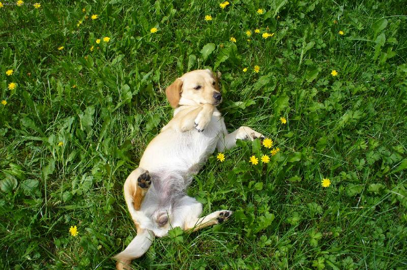 Foto: Sára-Letní pohodička v pampeliškách=)