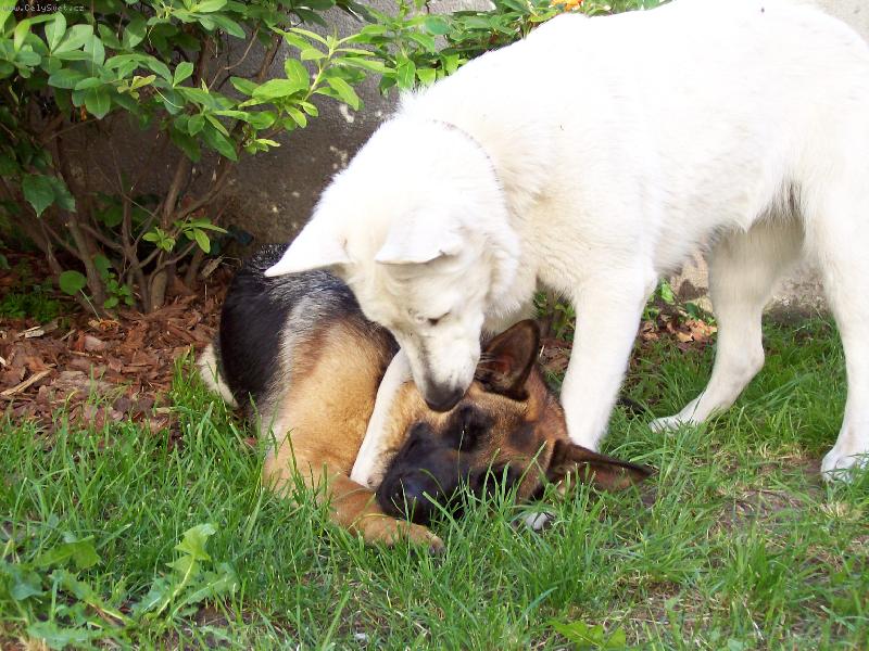 Foto: Vstávej Kerry, už je ráno! Jde se cvičit!!!-Bella ráda cvičí, ale ještě radši, když s ní cvičí její velká kámoška Kerry!
