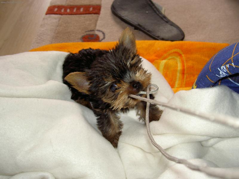 Foto: Tedíček - naše radost s velkým "R"-Tedíček z Děčína