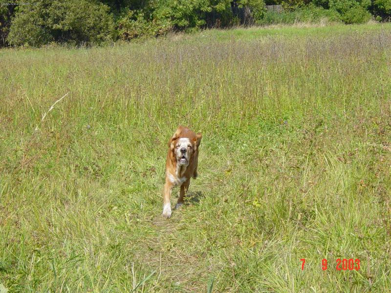 Foto: Letím k vám :-)-Můj miláček v plném nasazení...