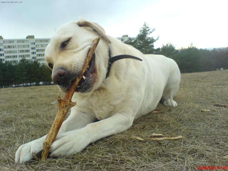 Foto: Můj klacík !!!