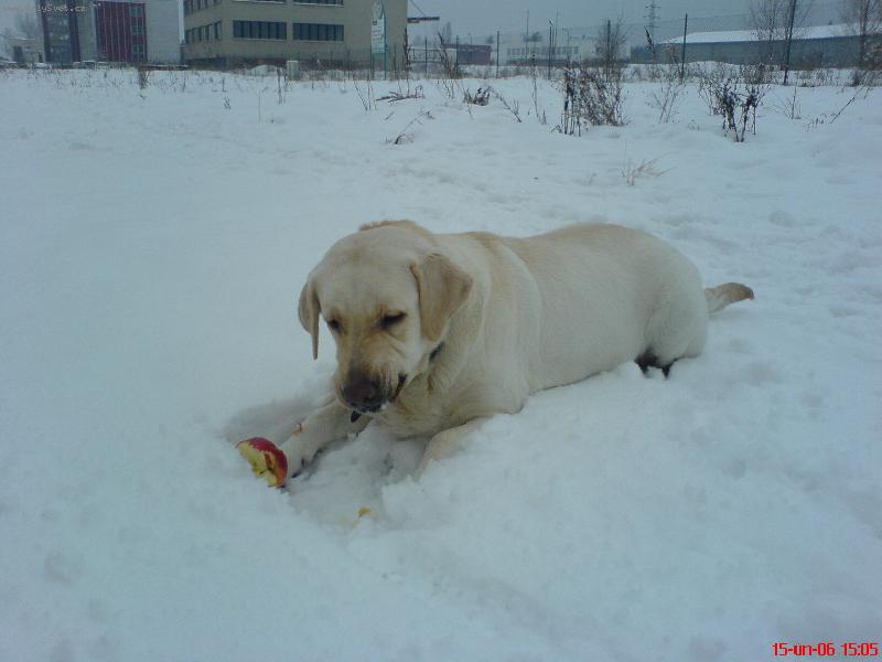 Foto: To jabko je trochu zmrzlý :/