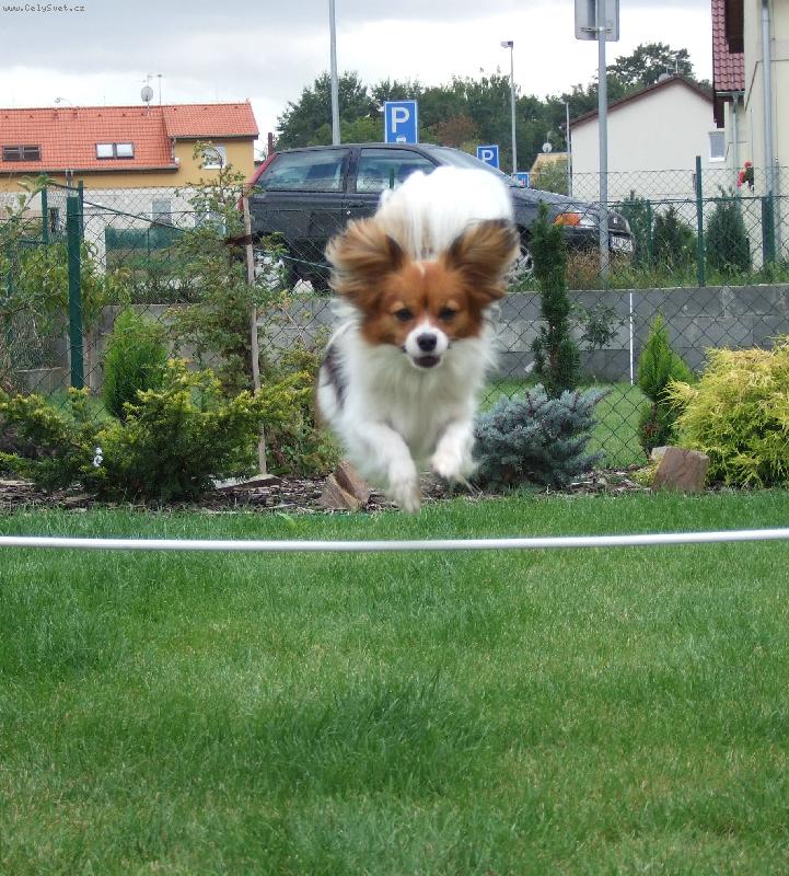 Foto: Hop a Skok-Bellink při tréninku agility u nás na zahrádce