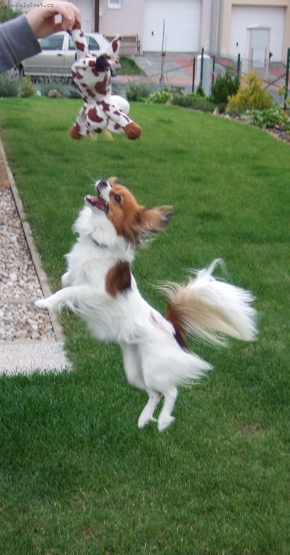 Foto: To jsem šikovná!-Kravička je moje! Dej mi ji! nebo tě sežeru!!