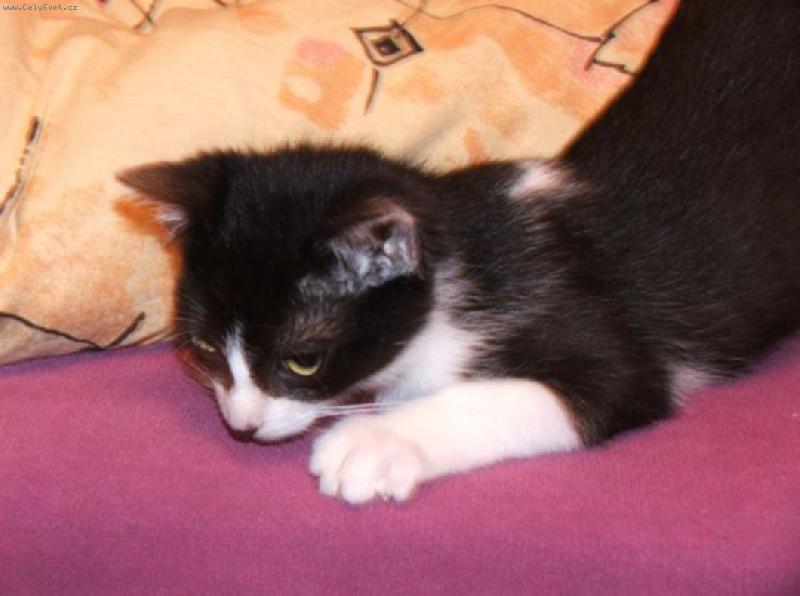 Foto: Zuzka-Nový člen rodiny