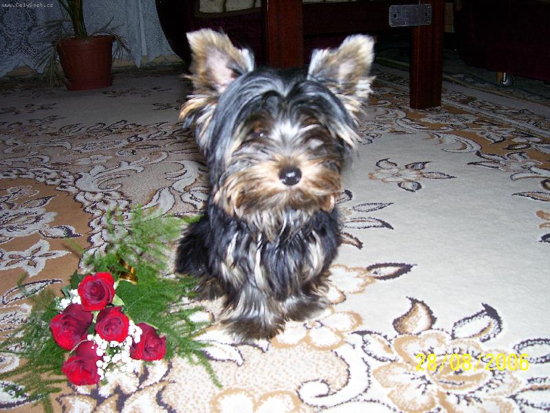 Foto: http://www.amalkajork.estranky.cz/-Amálka-vše nejlepší přeje:-)