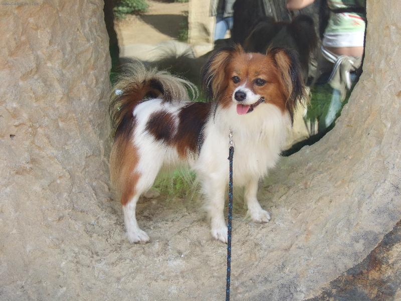 Foto: Bellinka-Bellka vyhlíží ,vyhlíží, až mě konečně našla za hledáčkem