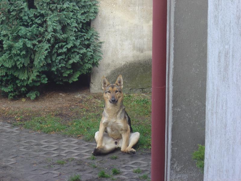 Foto: posed-sedící pes