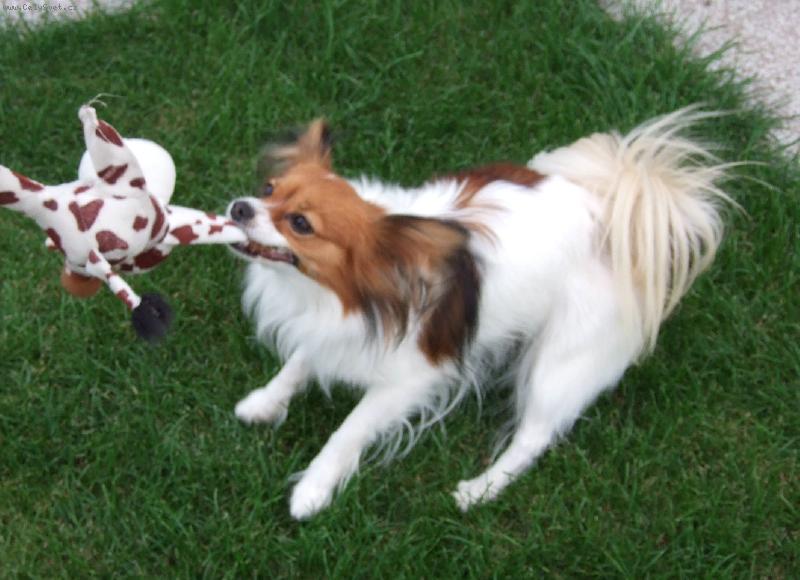 Foto: To je mojéééééé!!!!!!-Bellinka a její hračka Kravička řádí na zahradě samozřejmě se mnou(-: